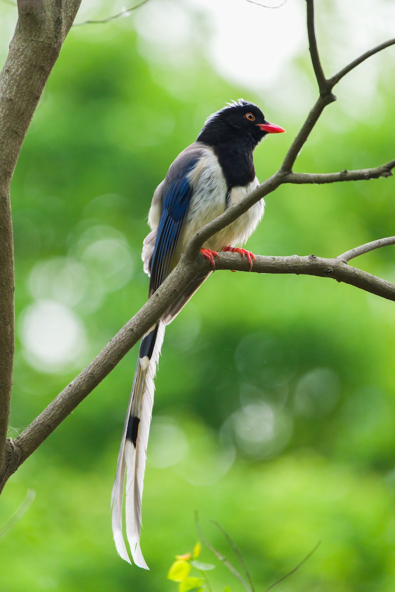 Red-billed Blue-Magpie - ML619465996