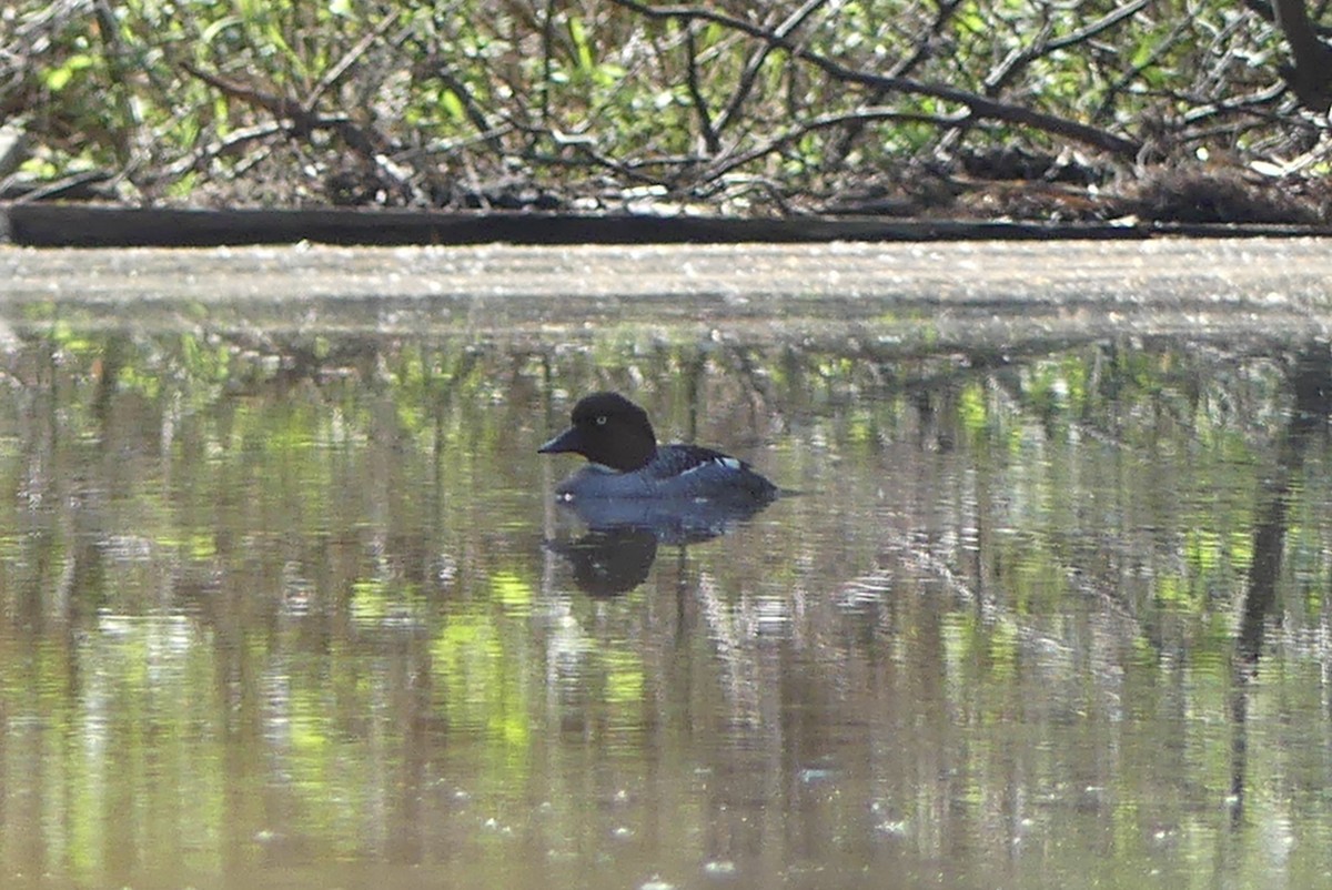 Common Goldeneye - Roland Bergeron