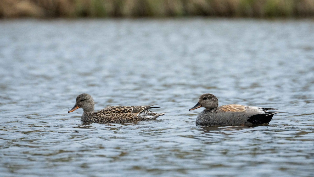 Gadwall - ML619466002