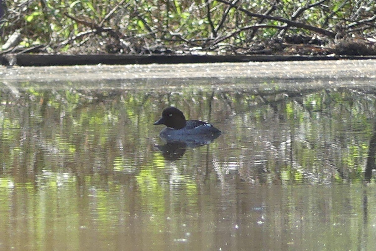 Common Goldeneye - Roland Bergeron