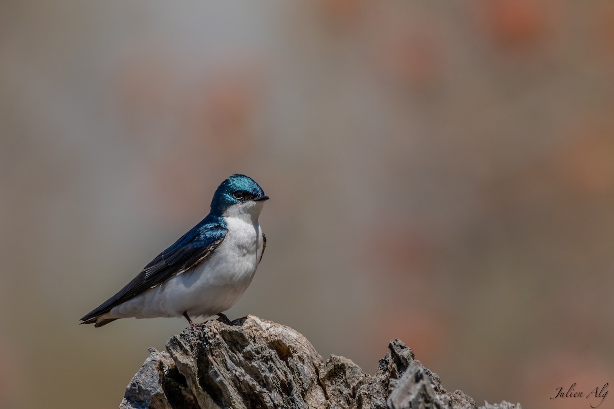 Golondrina Bicolor - ML619466008