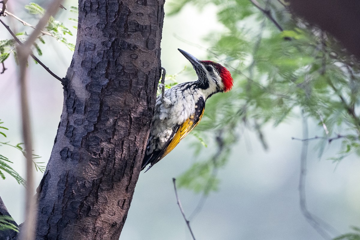 Black-rumped Flameback - Wachara  Sanguansombat