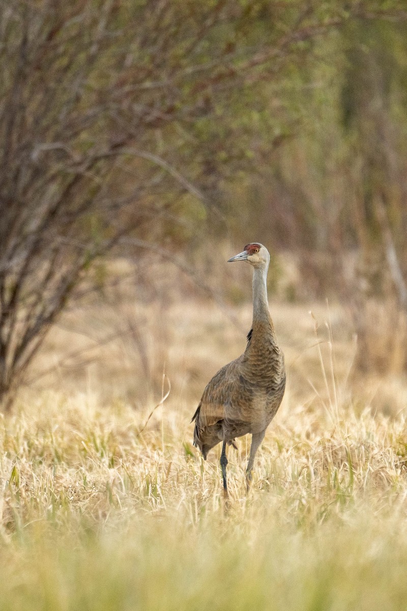 Sandhill Crane - ML619466012