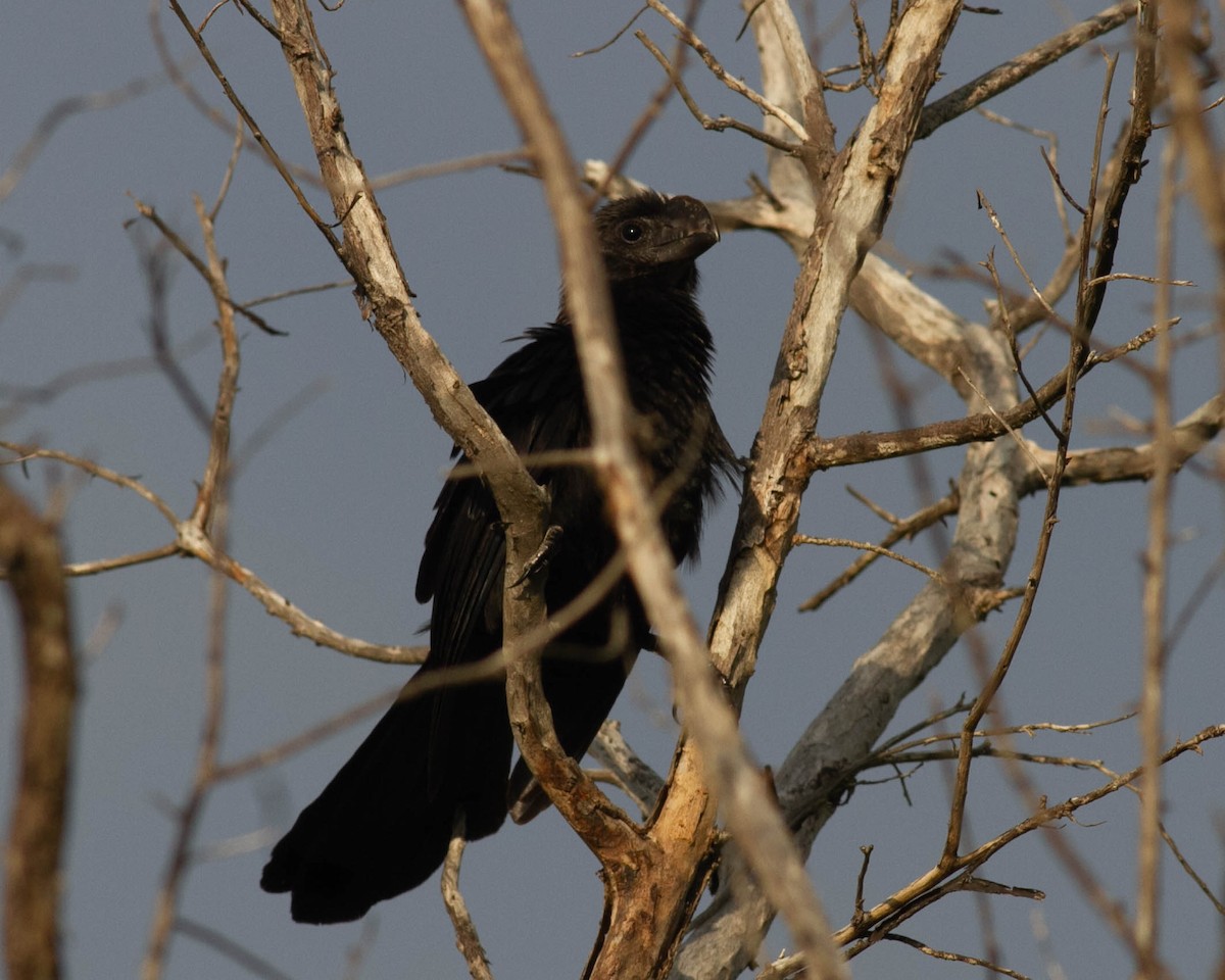 Smooth-billed Ani - ML619466018