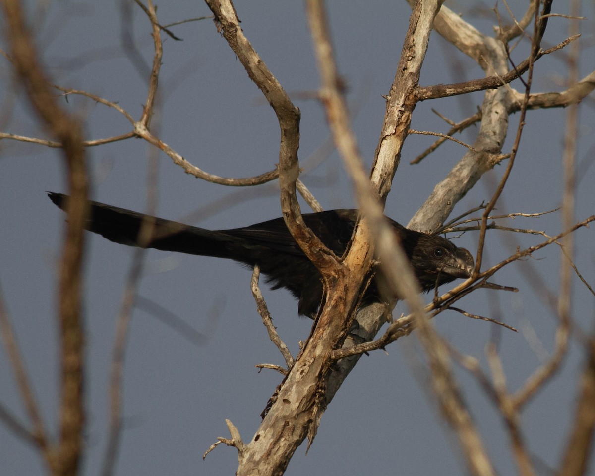 Smooth-billed Ani - ML619466019