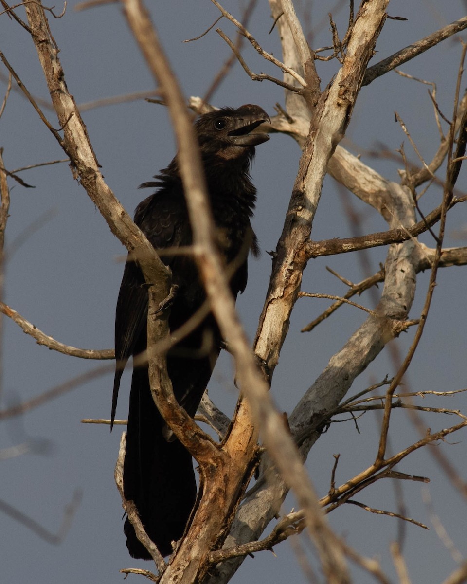 Smooth-billed Ani - ML619466020