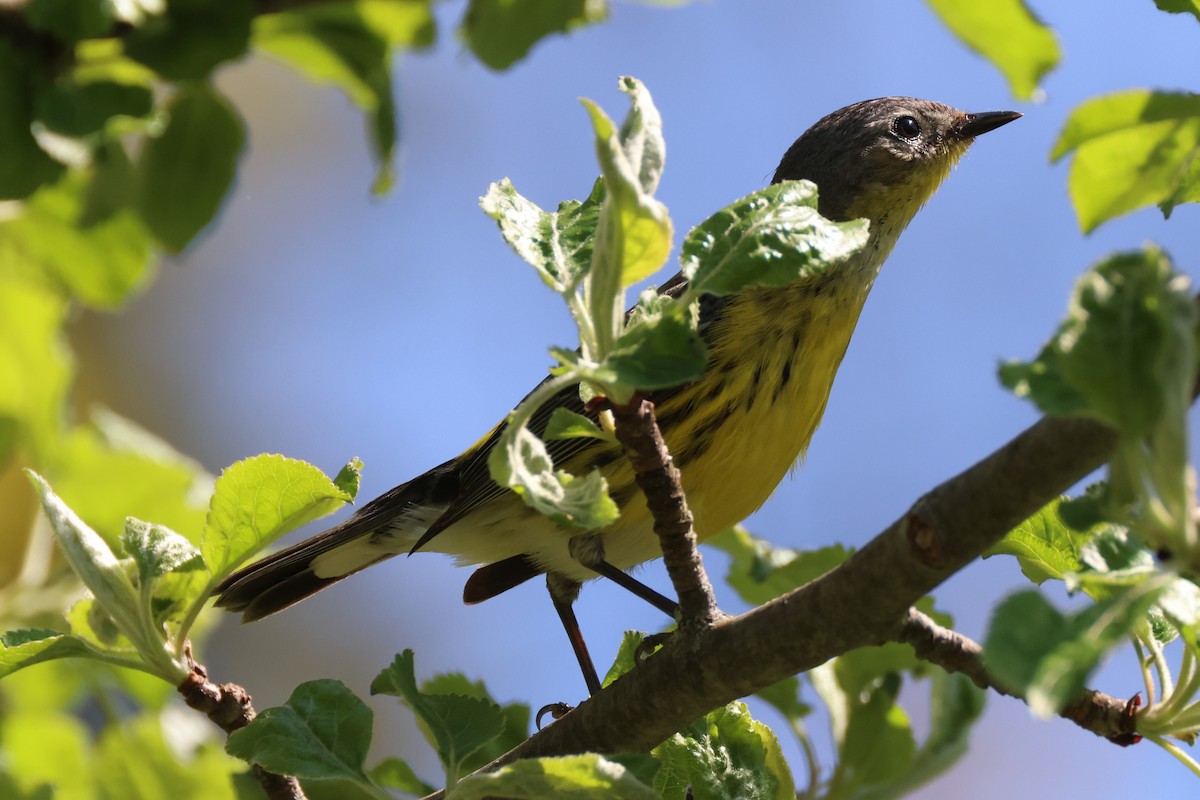 Magnolia Warbler - Mark Miller