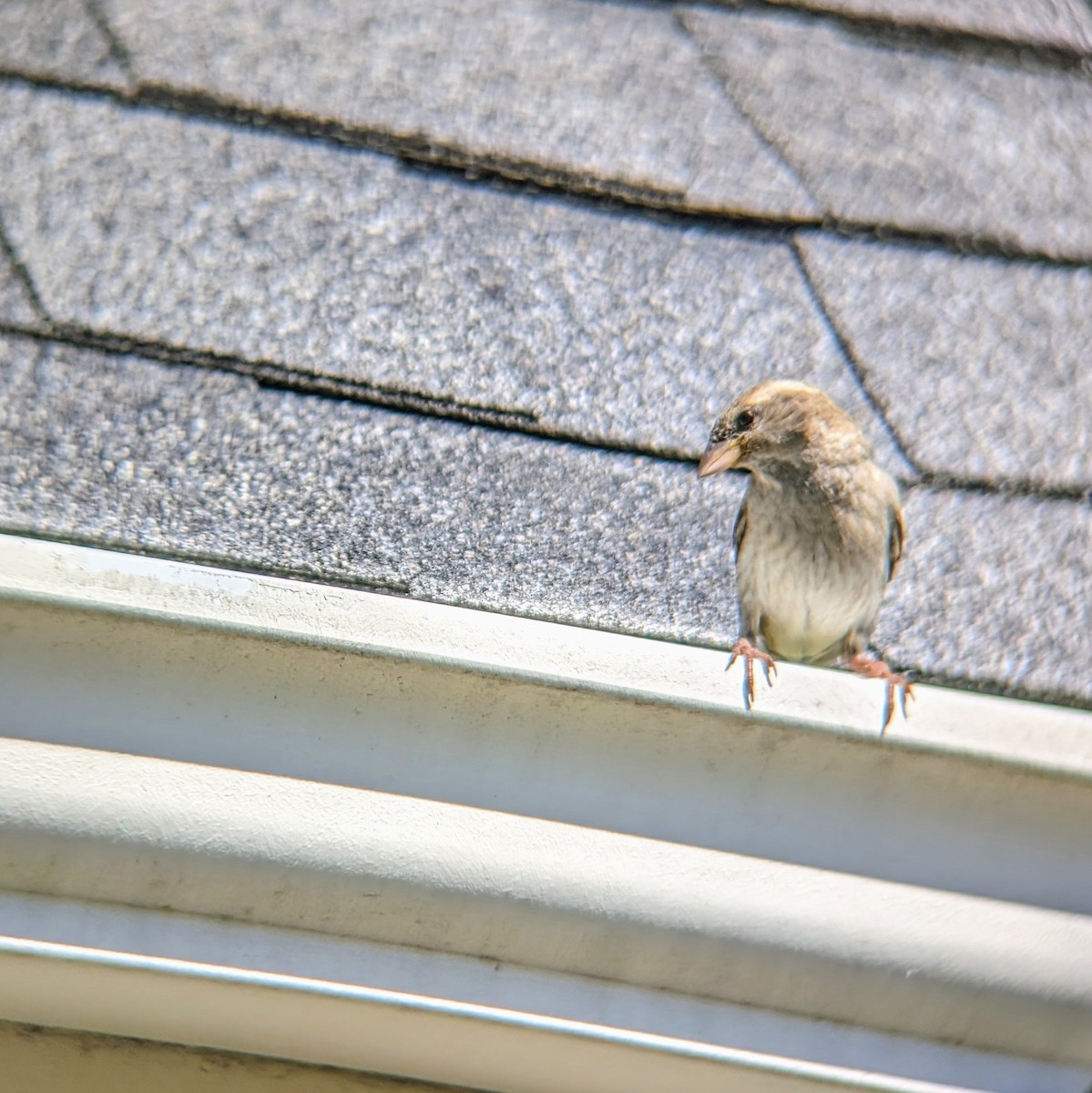 House Sparrow - Molly C