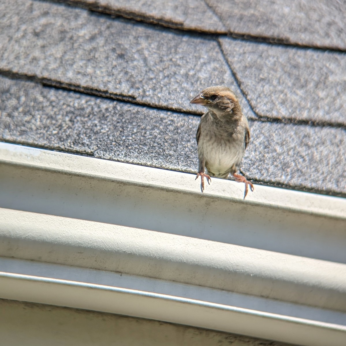 House Sparrow - Molly C