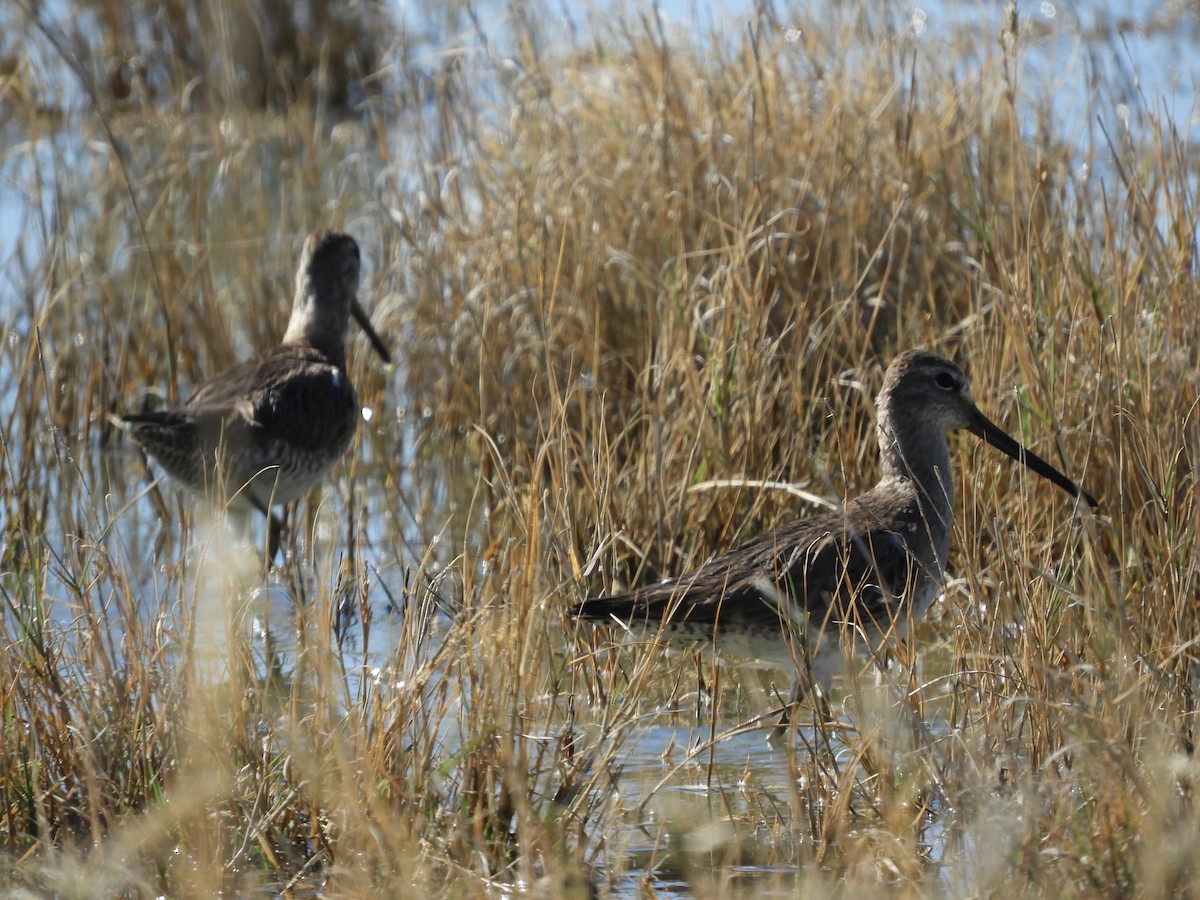 Long-billed Dowitcher - Thomas Bürgi