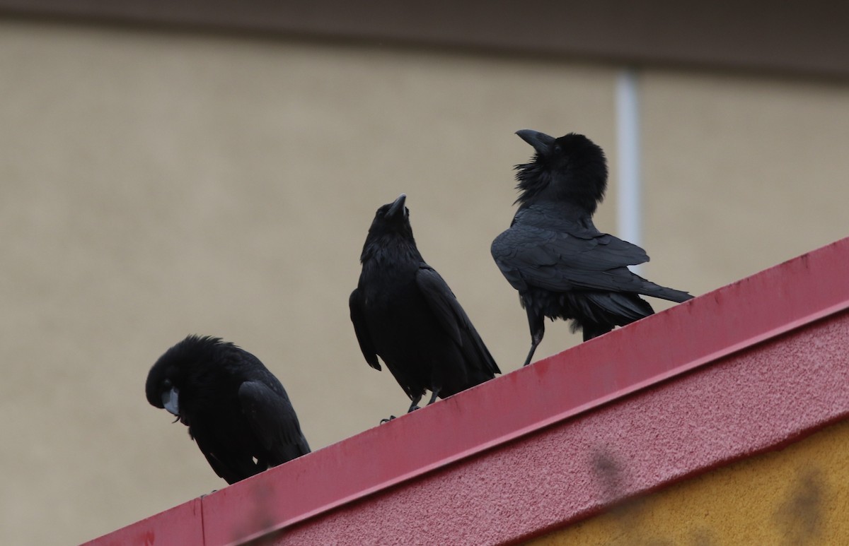 Common Raven - Steven Glynn