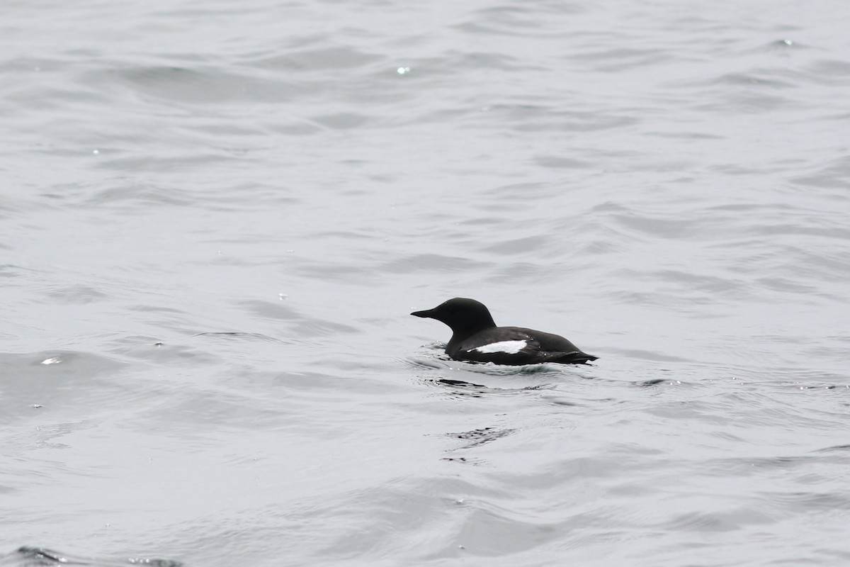 Black Guillemot - Lily Morello