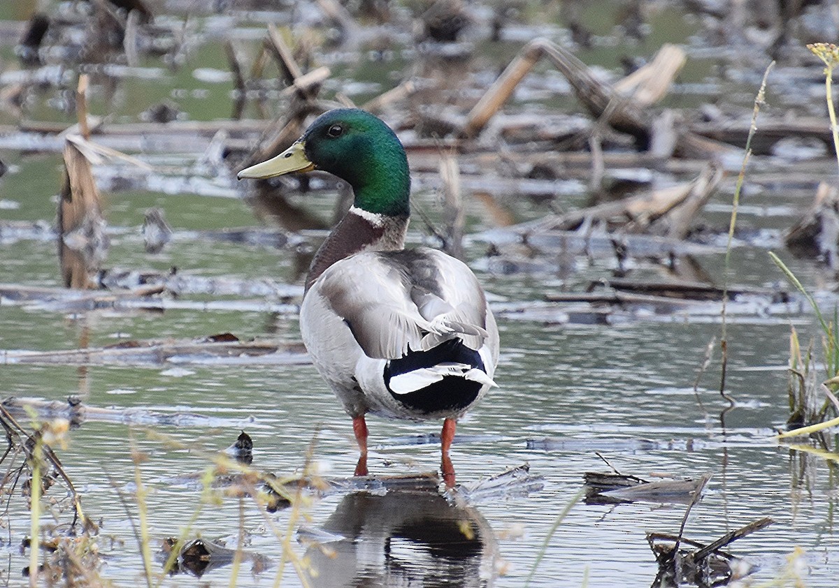 Mallard - ML619466047