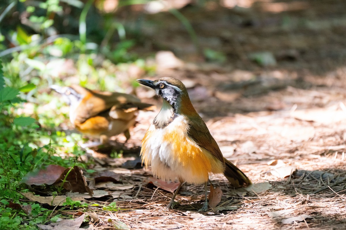 Lesser Necklaced Laughingthrush - ML619466052