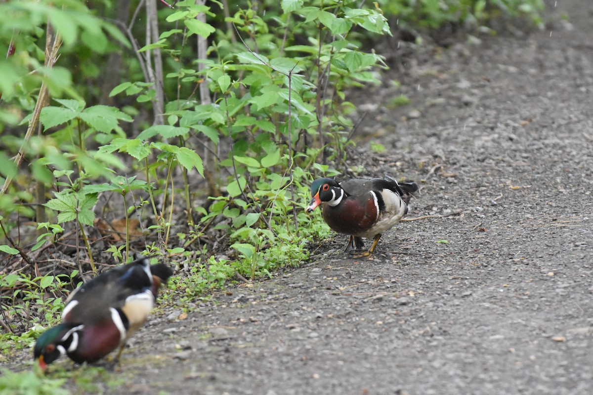 Wood Duck - Jason Coil