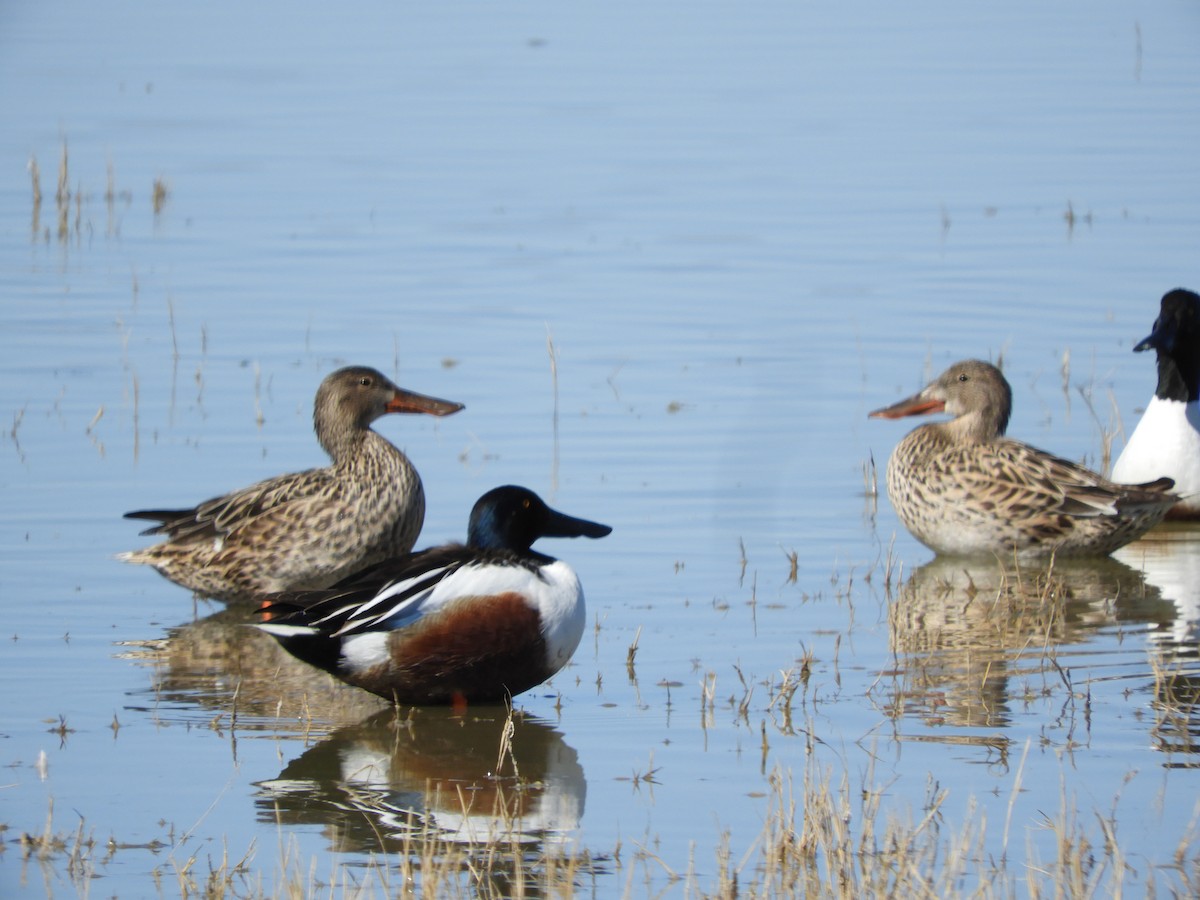 Northern Shoveler - Thomas Bürgi