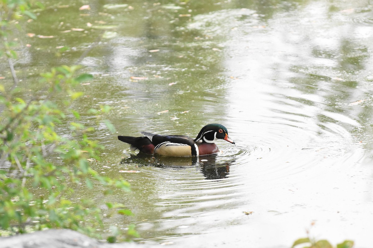 Wood Duck - Jason Coil