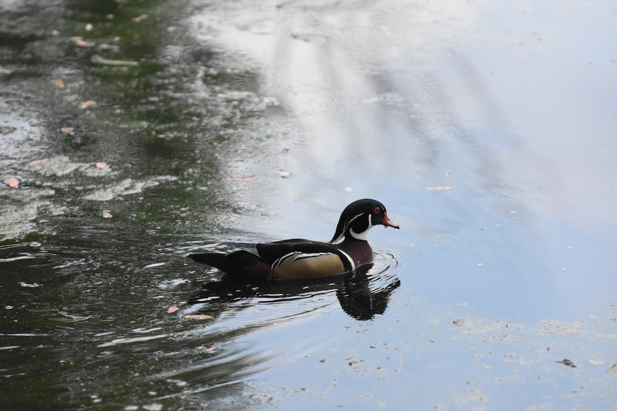 Wood Duck - Jason Coil