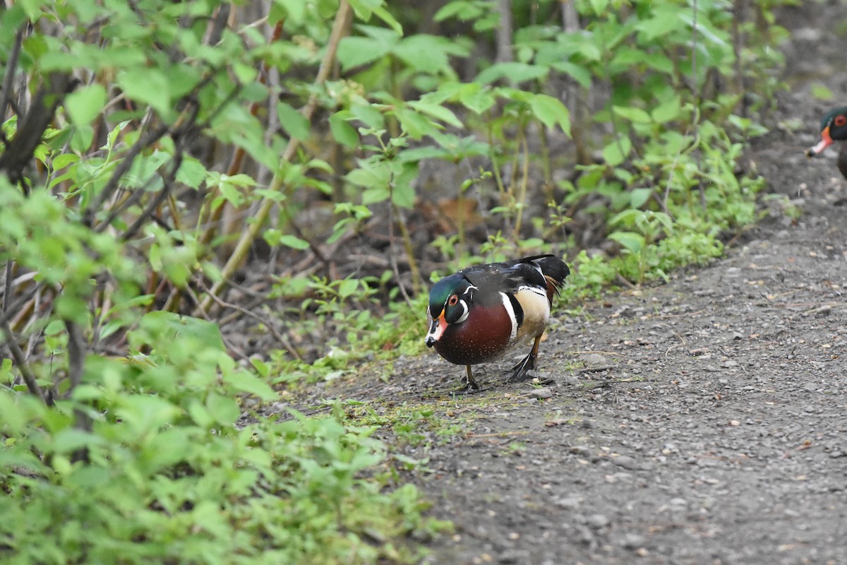 Wood Duck - Jason Coil