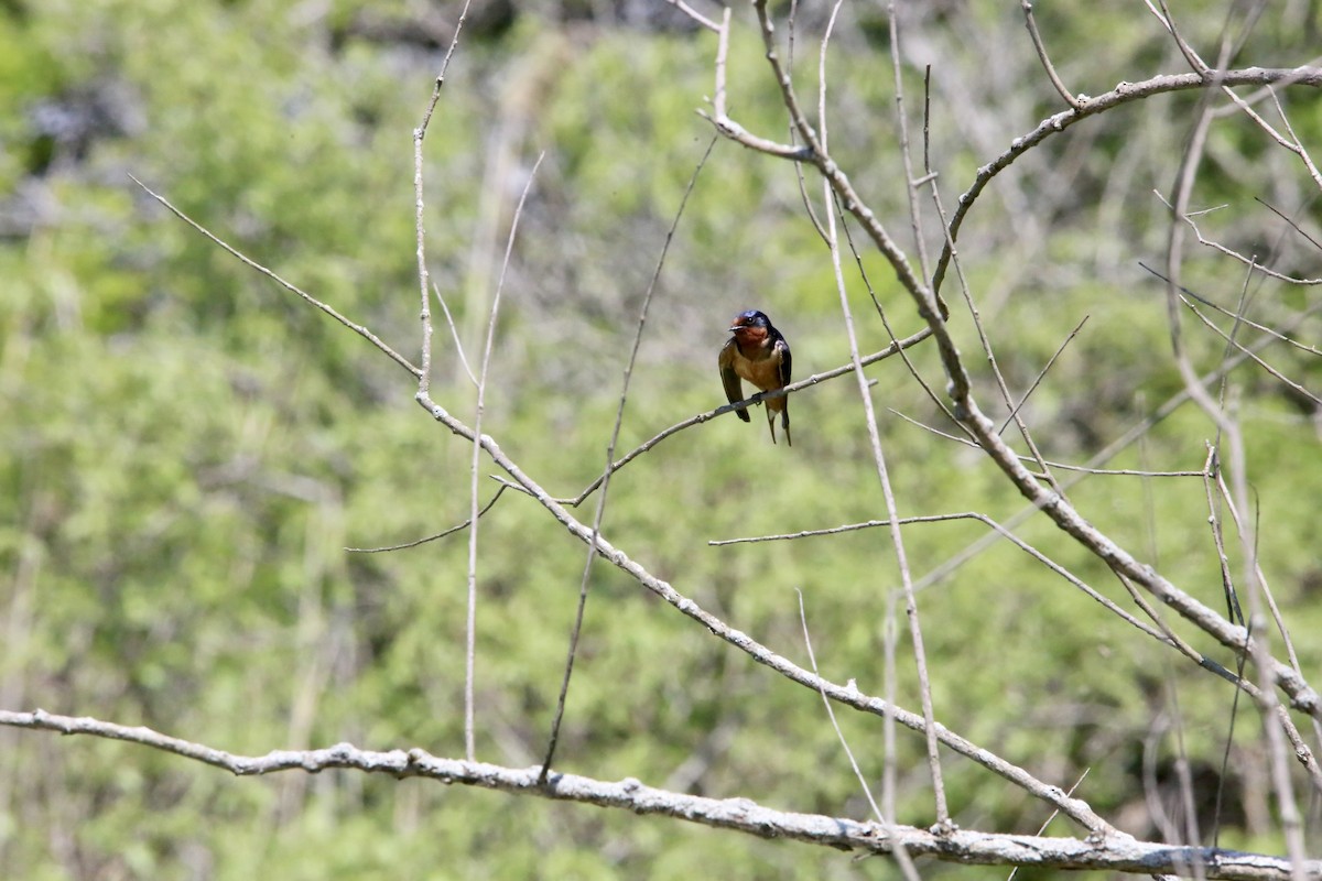 Barn Swallow - Monica Lee