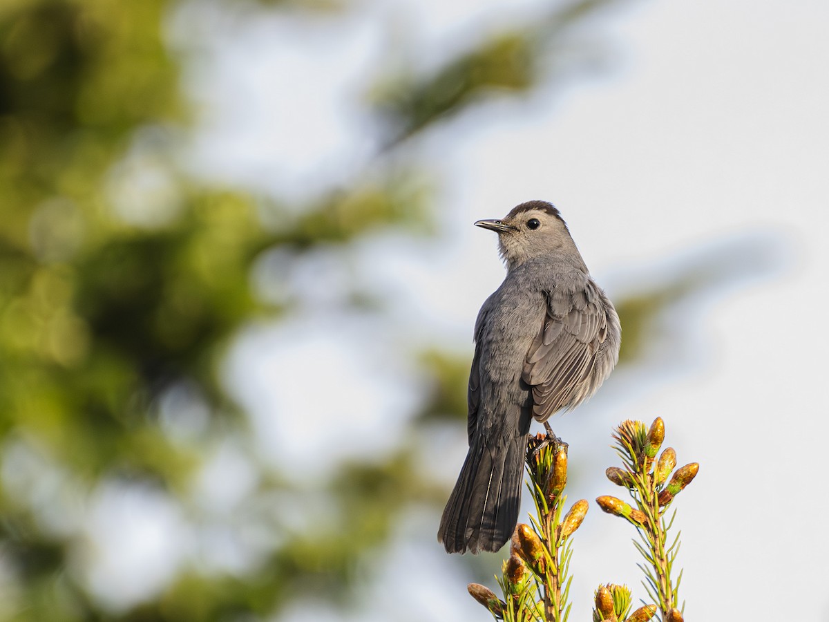 Gray Catbird - Albert Picard