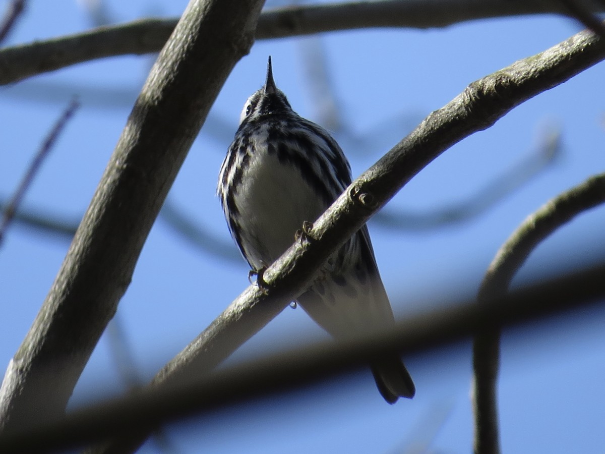 Black-and-white Warbler - Tim Carney