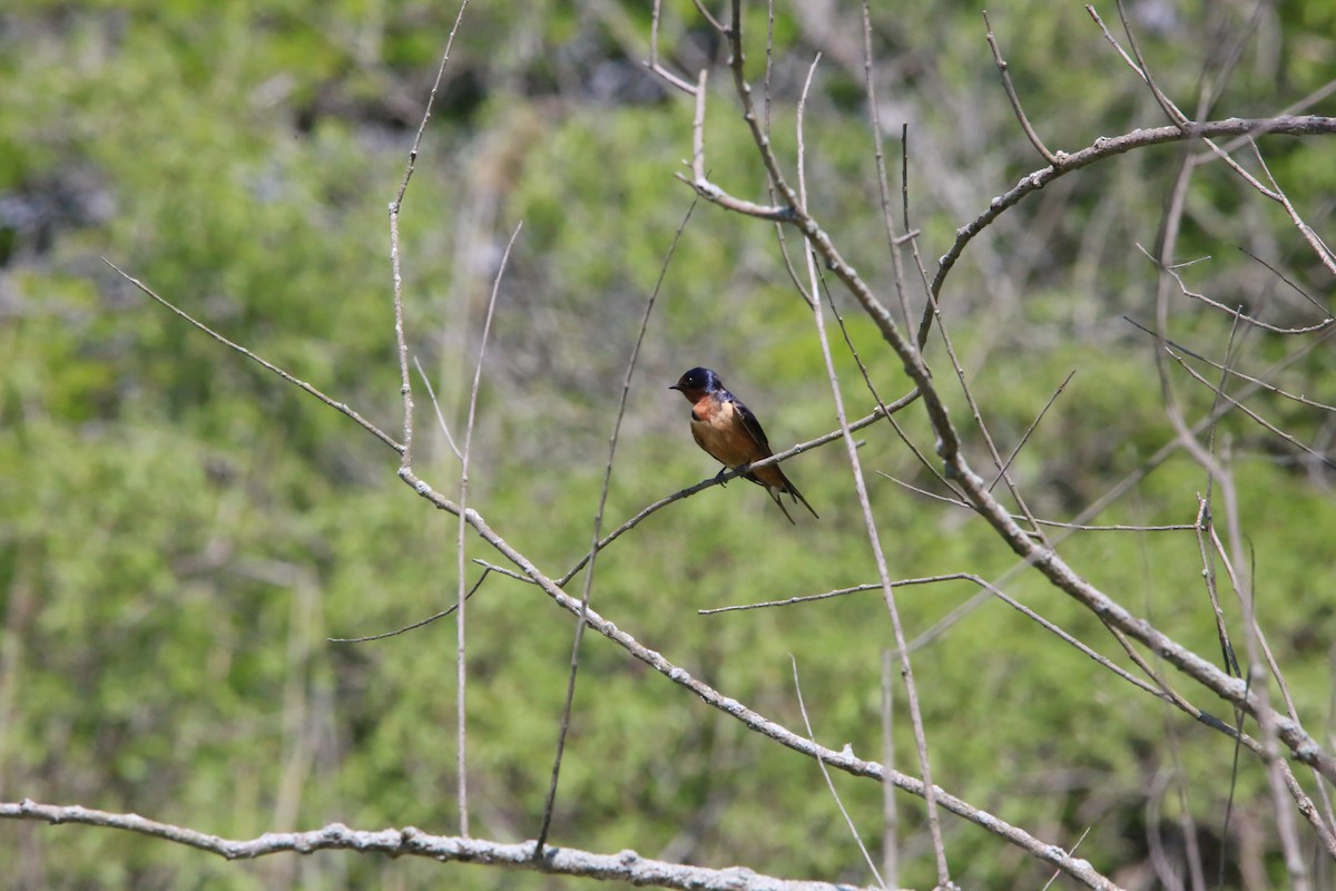 Barn Swallow - Monica Lee