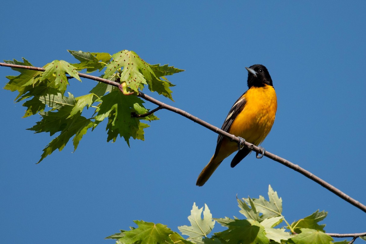 Baltimore Oriole - Luc Girard