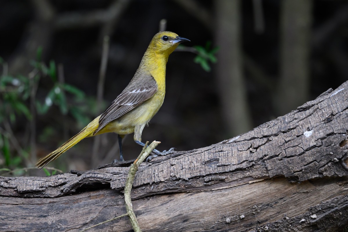 Hooded Oriole - Patti Koger