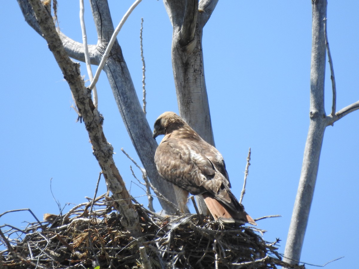 Red-tailed Hawk - Patrick Gearin