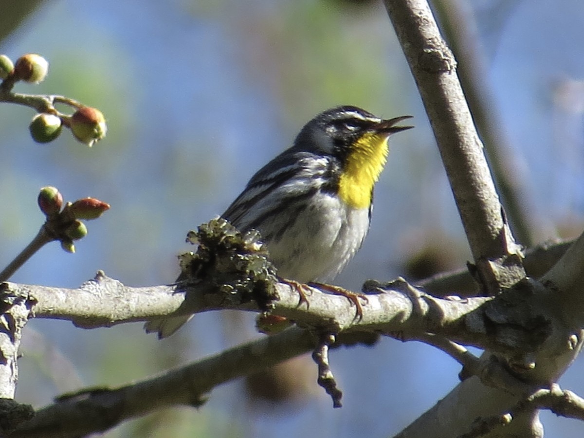 Yellow-throated Warbler (albilora) - ML619466112