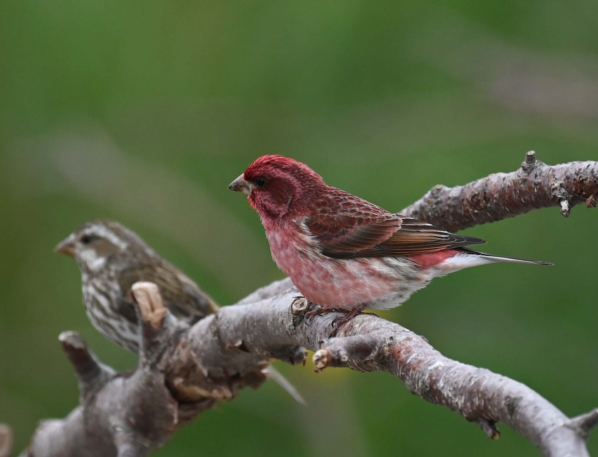 Purple Finch - Kathy Marche