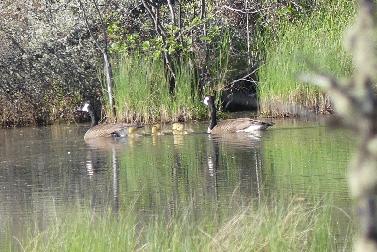 Canada Goose - Roland Bergeron