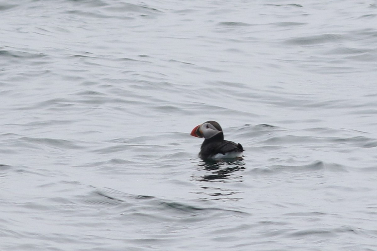 Atlantic Puffin - Lily Morello