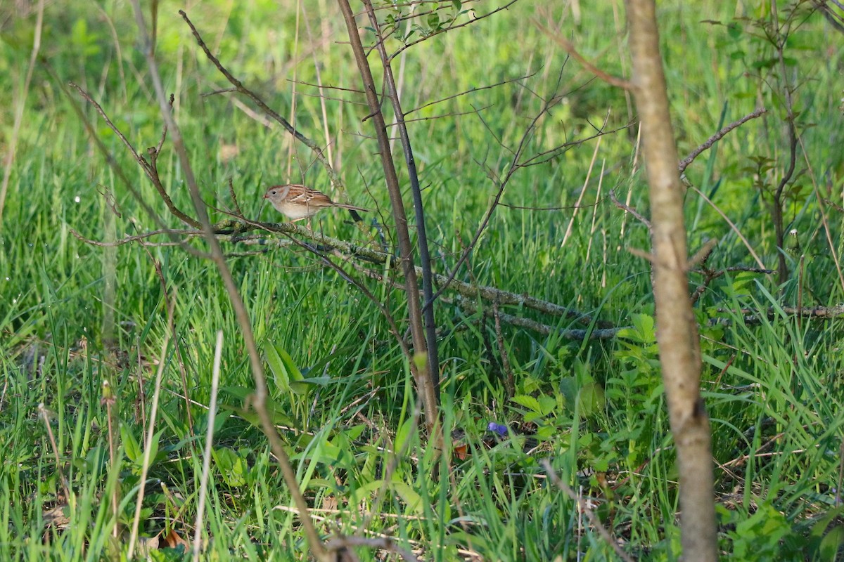 Field Sparrow - ML619466125