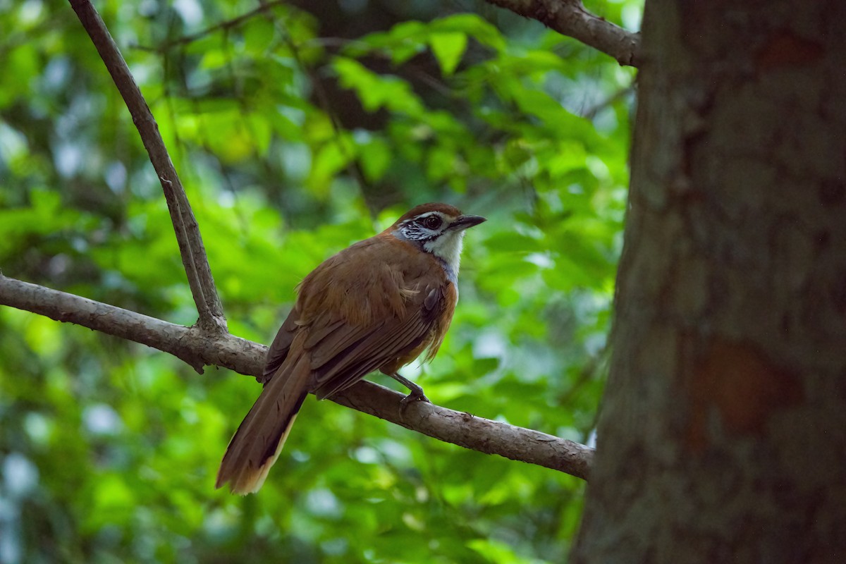 Greater Necklaced Laughingthrush - ML619466128