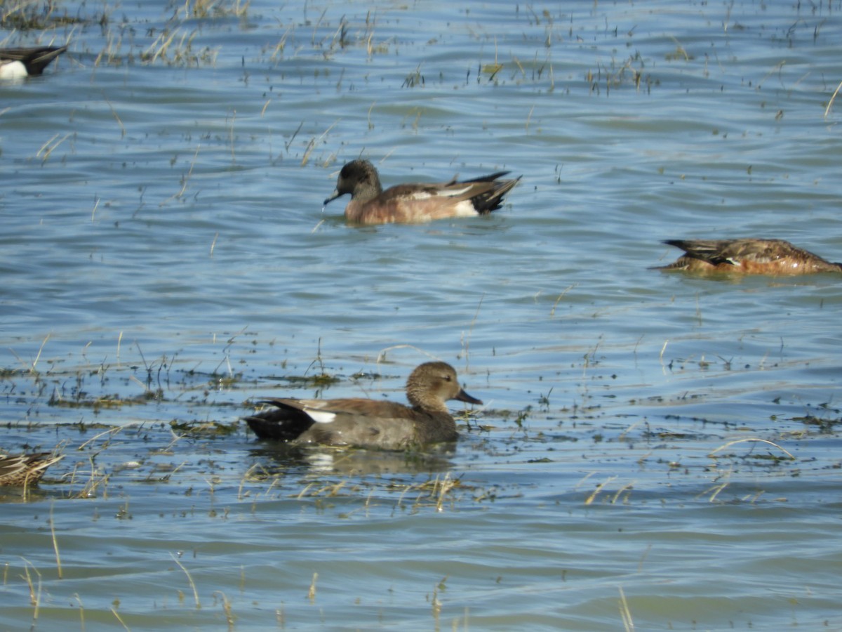 Gadwall - Thomas Bürgi