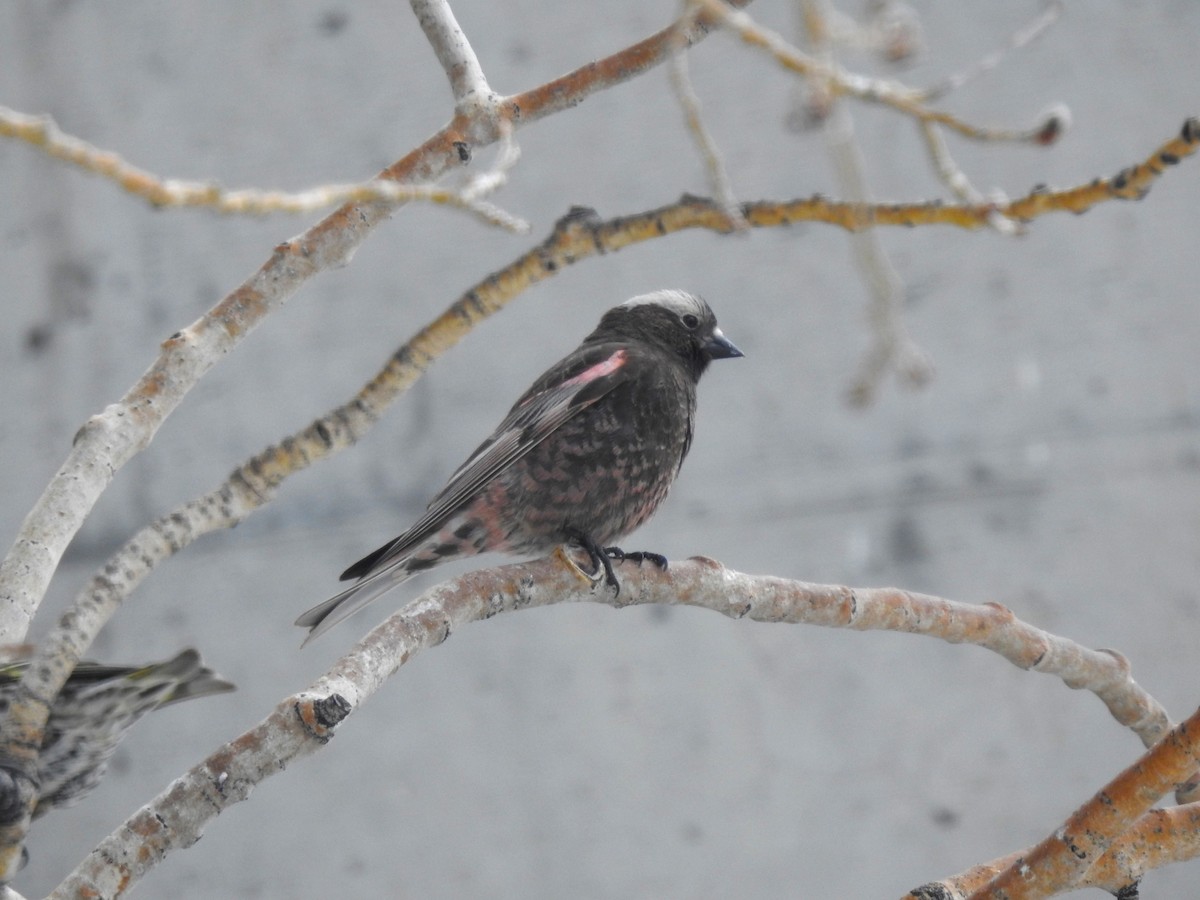 Black Rosy-Finch - Kyle Waites