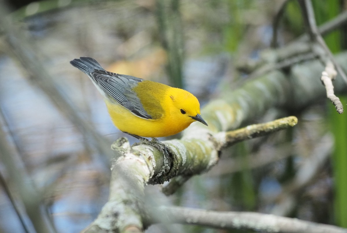 Prothonotary Warbler - André Dionne