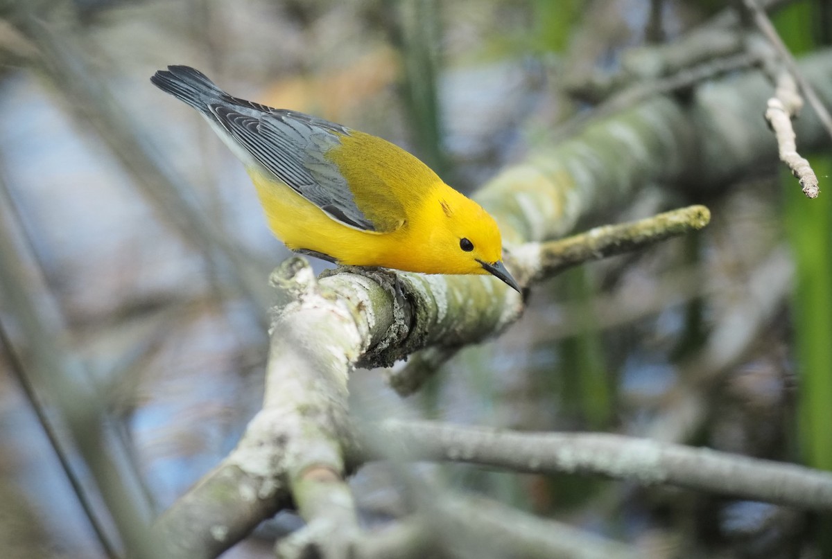 Prothonotary Warbler - André Dionne