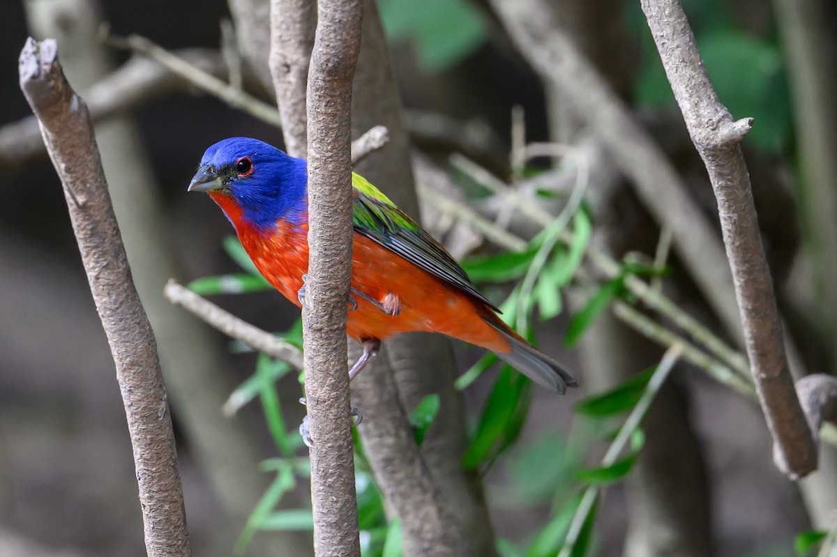 Painted Bunting - Patti Koger