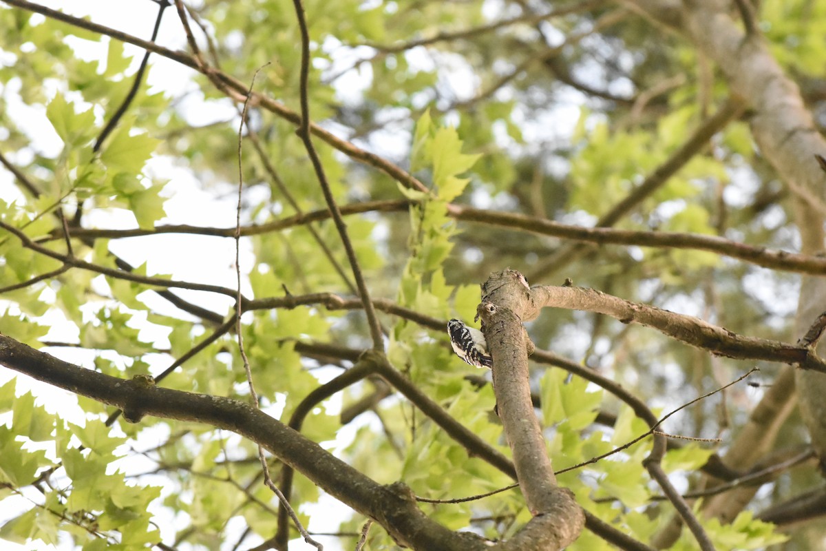 Downy Woodpecker - ML619466156