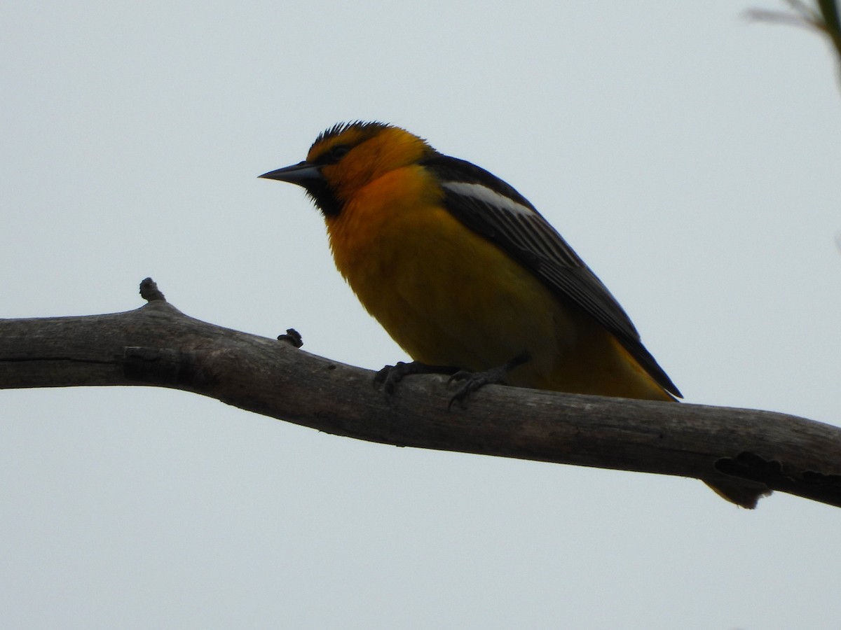 Oriole de Bullock - ML619466159