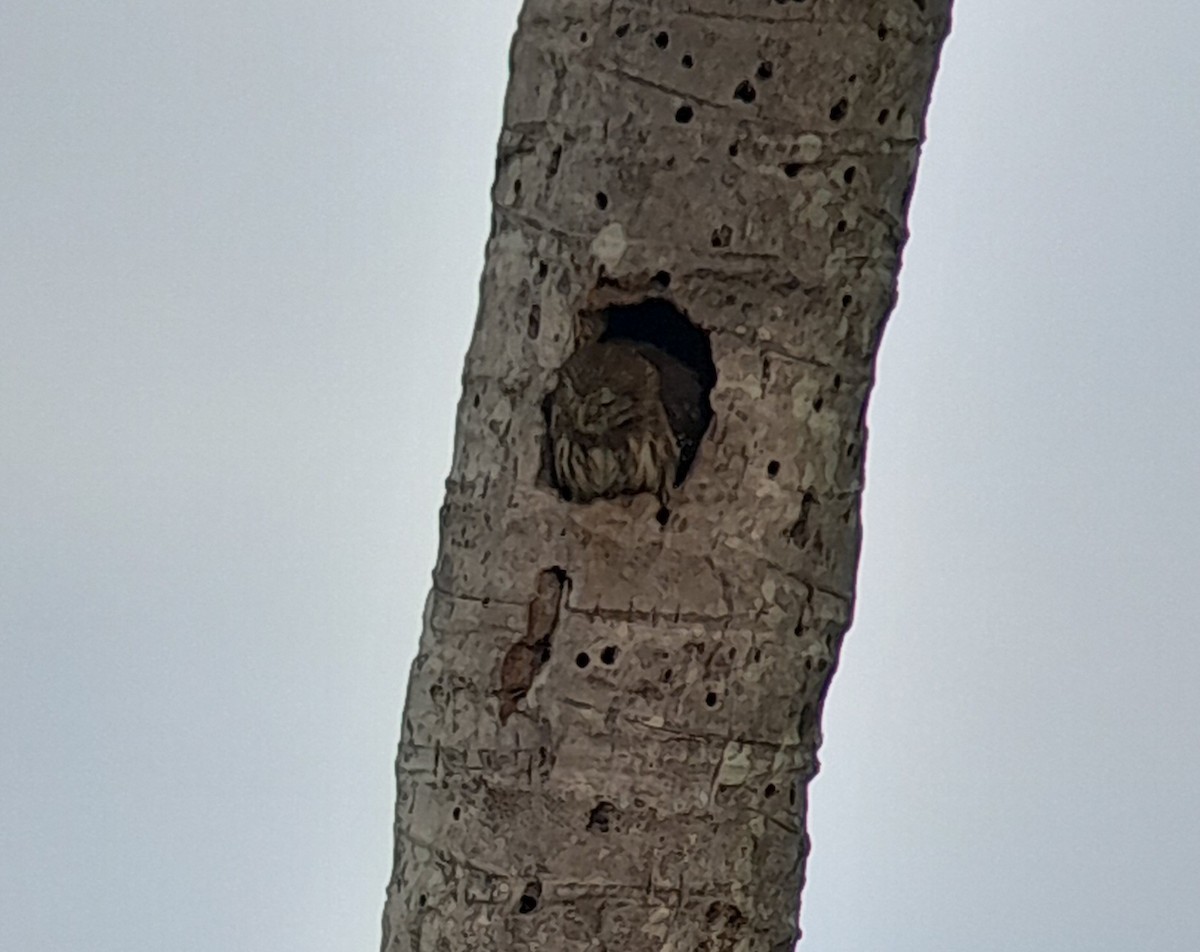 Ferruginous Pygmy-Owl (Ferruginous) - ML619466160