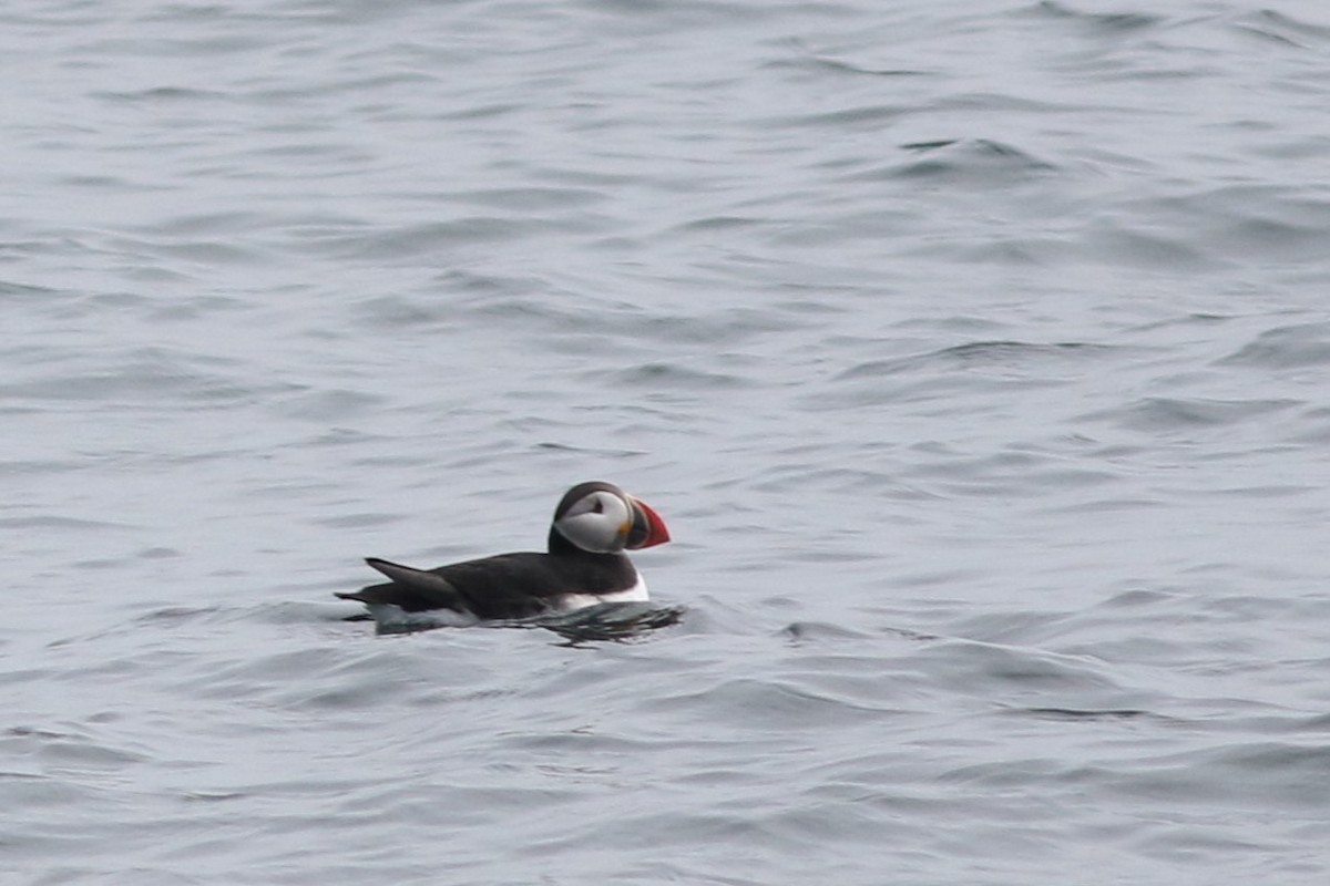 Atlantic Puffin - Lily Morello