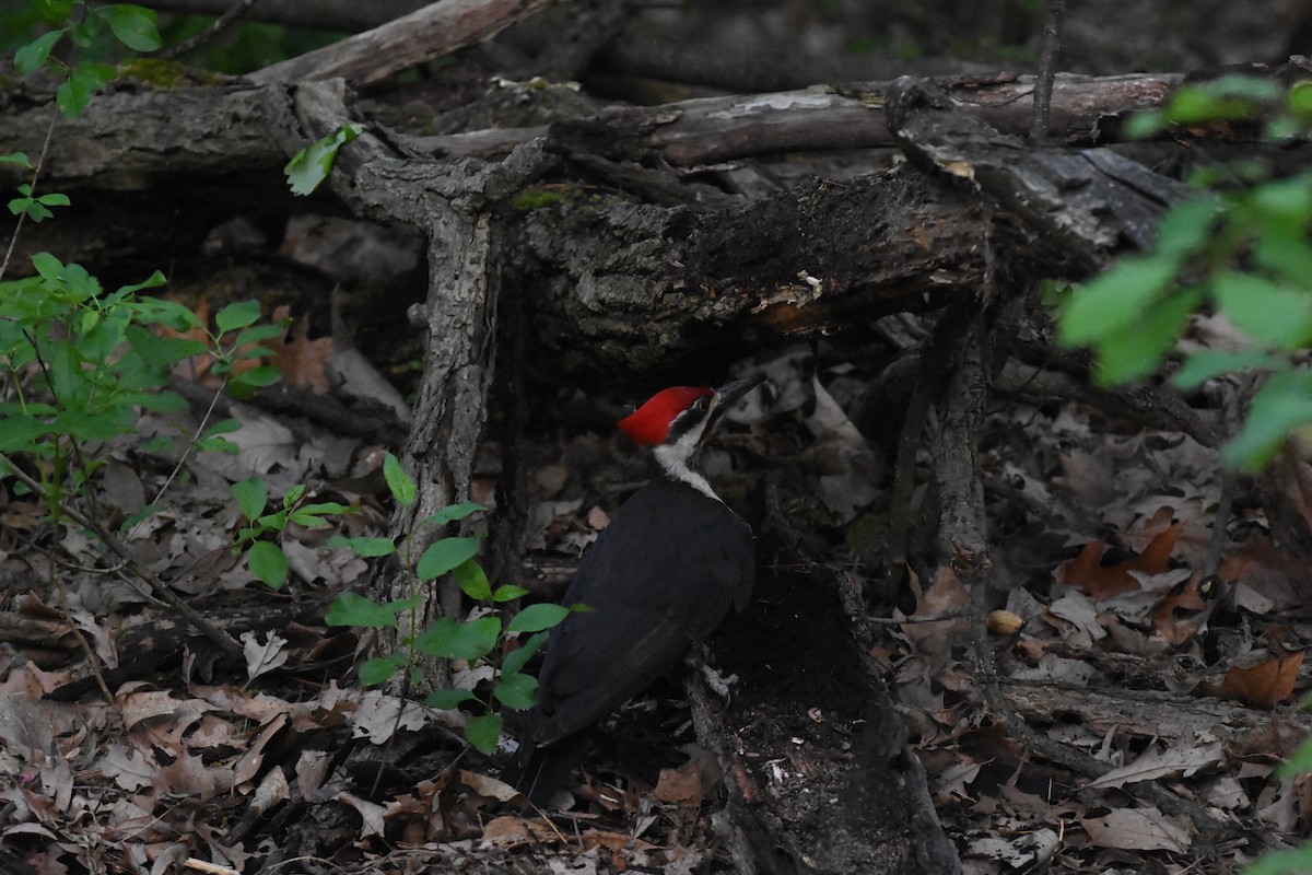 Pileated Woodpecker - Jason Coil