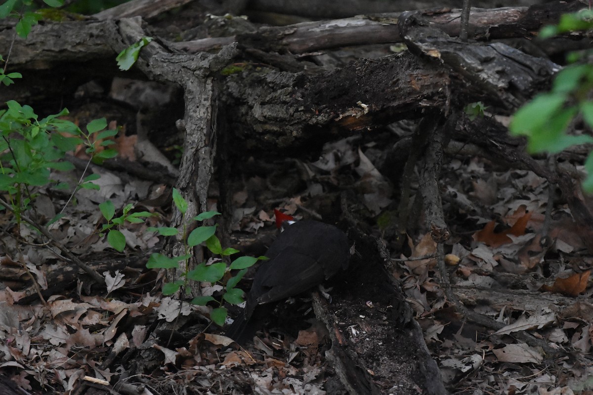 Pileated Woodpecker - Jason Coil