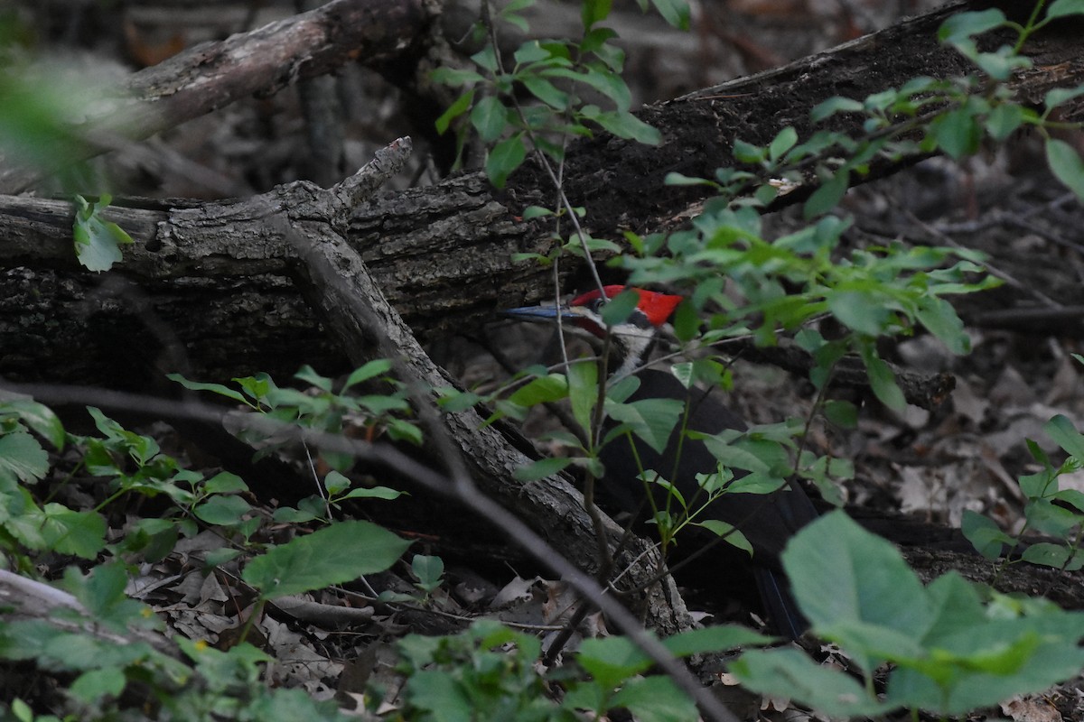 Pileated Woodpecker - Jason Coil