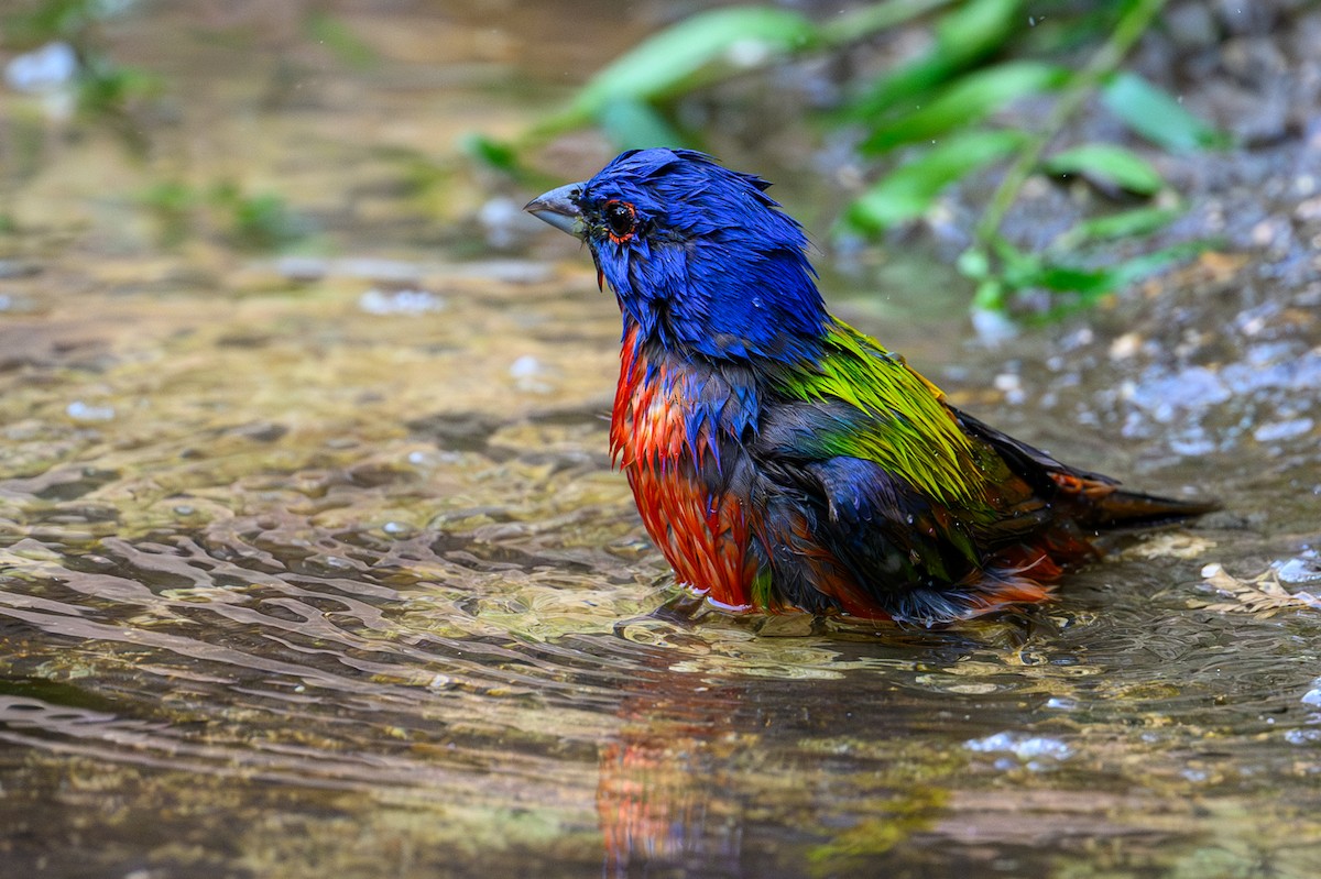 Painted Bunting - Patti Koger