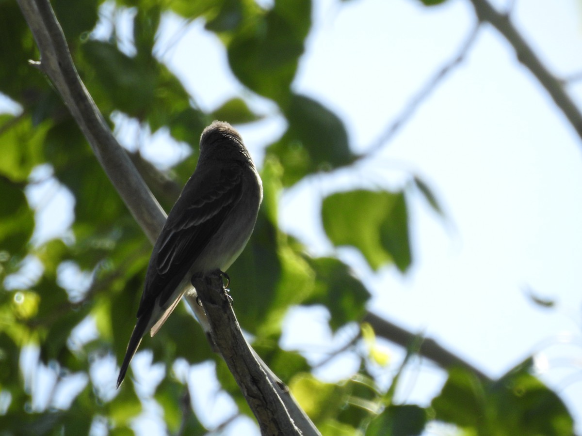 Western Wood-Pewee - Patrick Gearin